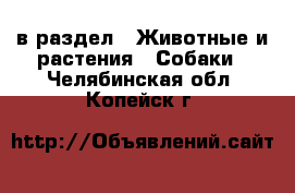  в раздел : Животные и растения » Собаки . Челябинская обл.,Копейск г.